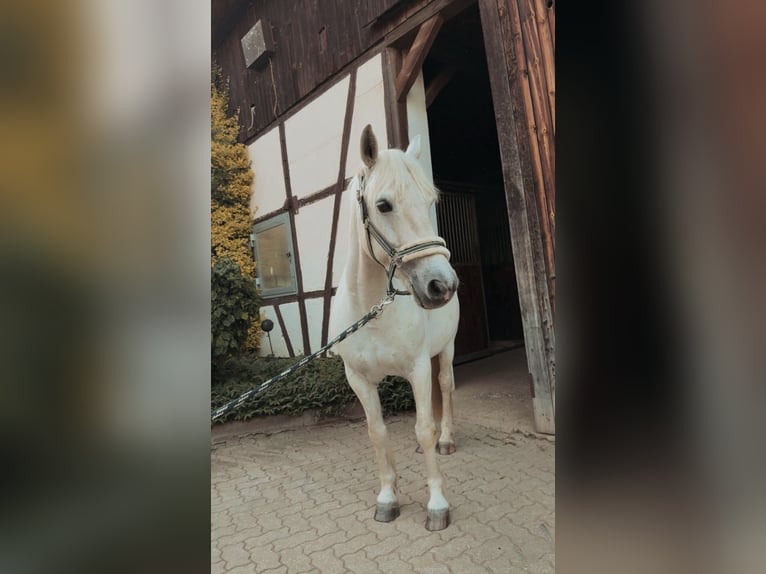Connemara Gelding 15 years 14 hh Grey in Lichtenfels