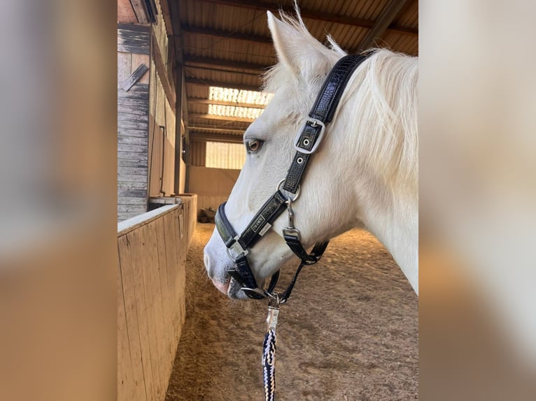 Connemara Gelding 15 years 14,2 hh Gray in Pressbaum