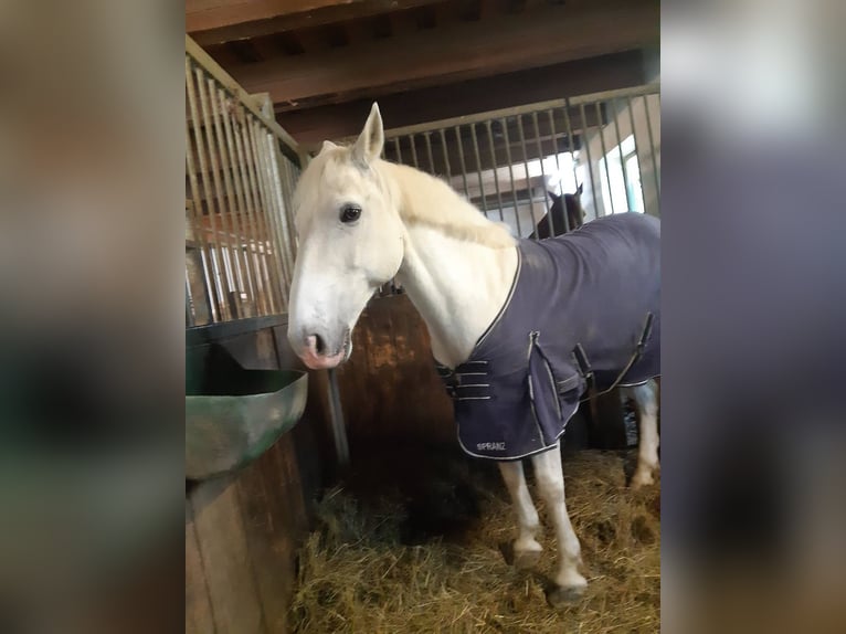 Connemara Gelding 15 years 14,2 hh Gray in Pressbaum