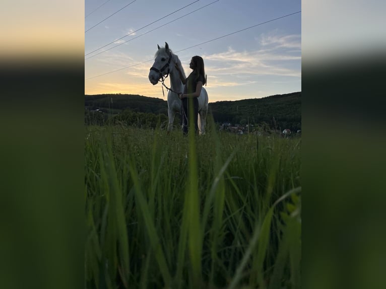 Connemara Gelding 15 years 14,2 hh Gray in Pressbaum