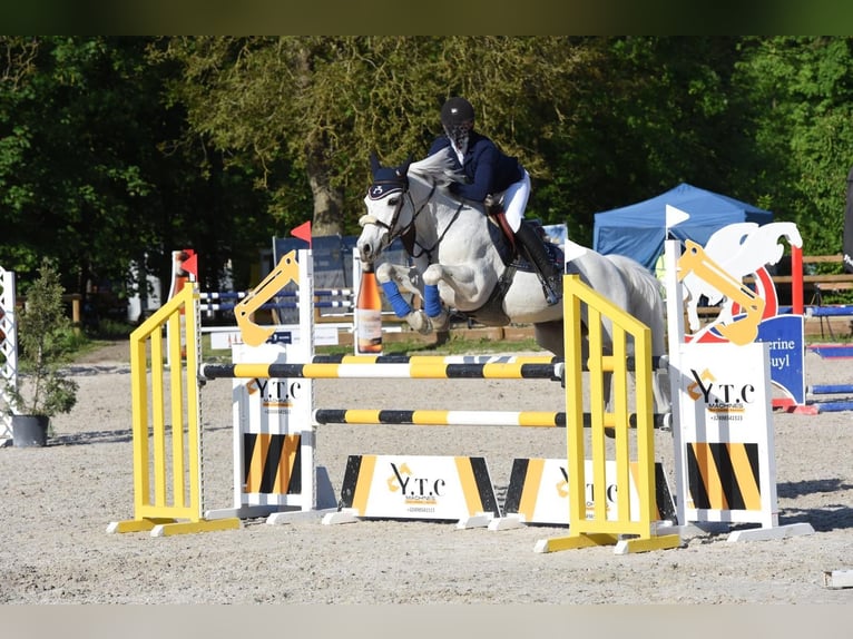 Connemara Gelding 15 years White in Lille