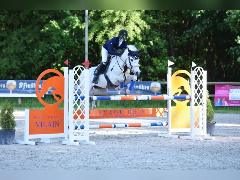 Connemara Gelding 15 years White in Lille