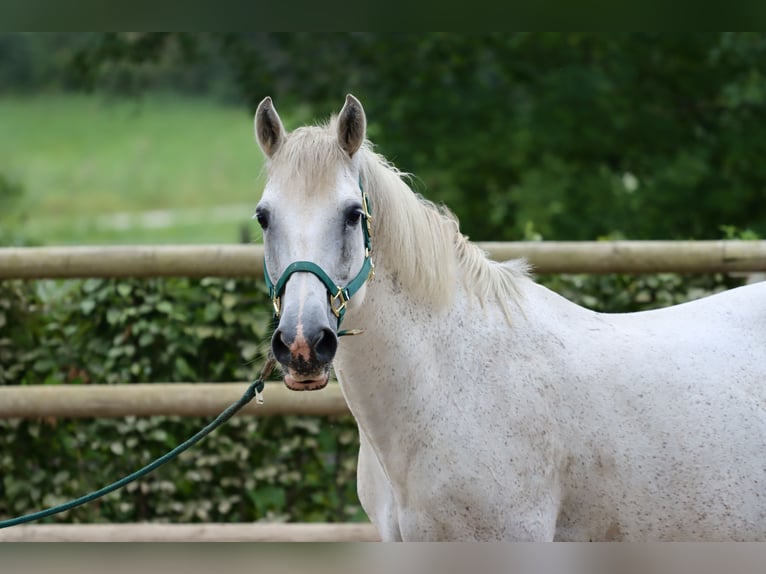 Connemara Gelding 16 years 14,1 hh Gray in Greding