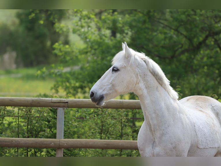 Connemara Gelding 16 years 14,1 hh Gray in Greding