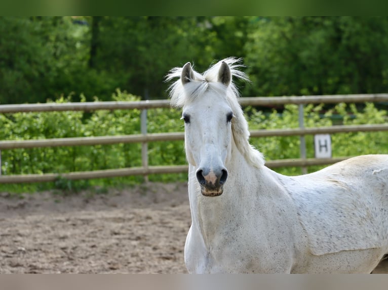 Connemara Gelding 16 years 14,1 hh Gray in Greding