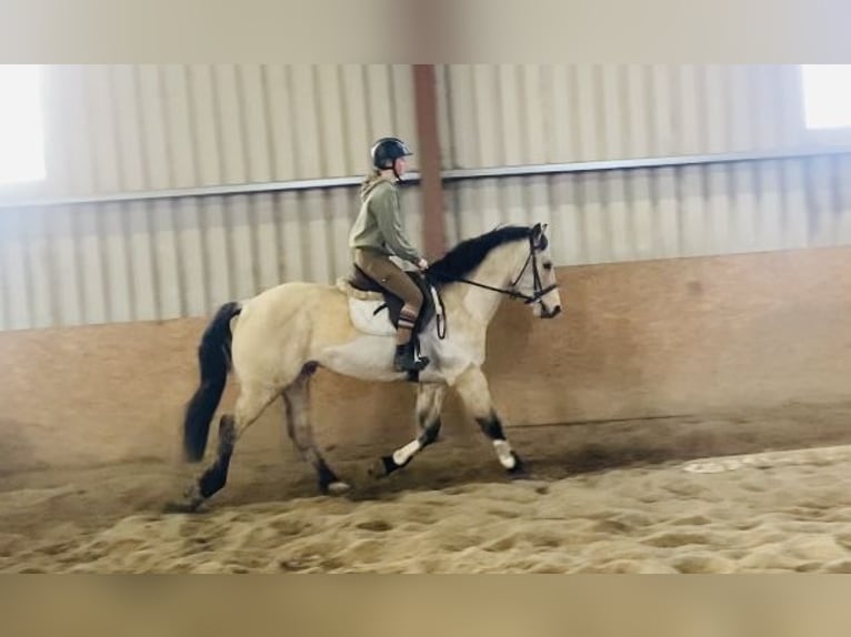 Connemara Gelding 16 years 14,2 hh Dun in Sligo