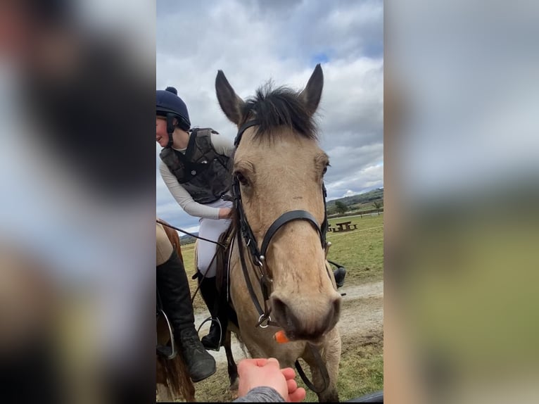 Connemara Gelding 16 years 14,2 hh Dun in Sligo