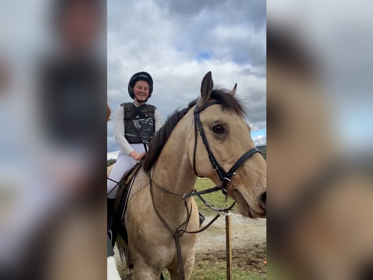 Connemara Gelding 16 years 14,2 hh Dun in Sligo