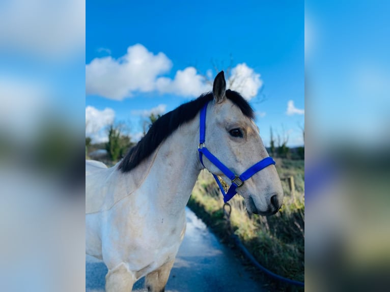 Connemara Gelding 16 years 14,2 hh Dun in Sligo