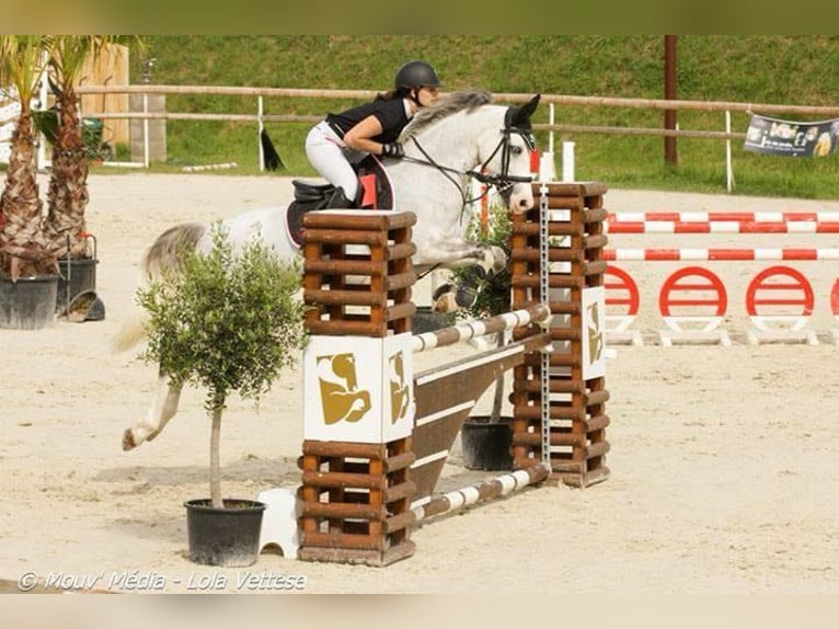 Connemara Gelding 16 years 14,2 hh in Fontenilles