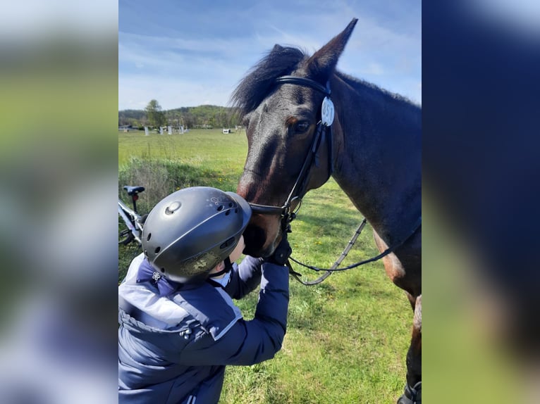 Connemara Gelding 16 years 14,2 hh Smoky-Black in Kobyłka