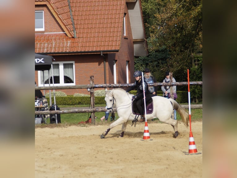 Connemara Gelding 16 years 14.3 hh Grey in Barßel