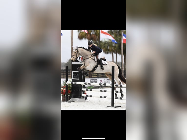 Connemara Gelding 16 years 14,1 hh Dun in Gainesville