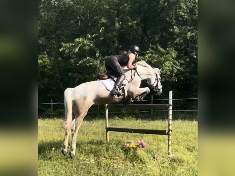 Connemara Gelding 16 years 15.2 hh Grey in Adelheidsdorf