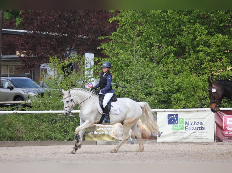 Connemara Gelding 16 years 15.2 hh Grey in Adelheidsdorf