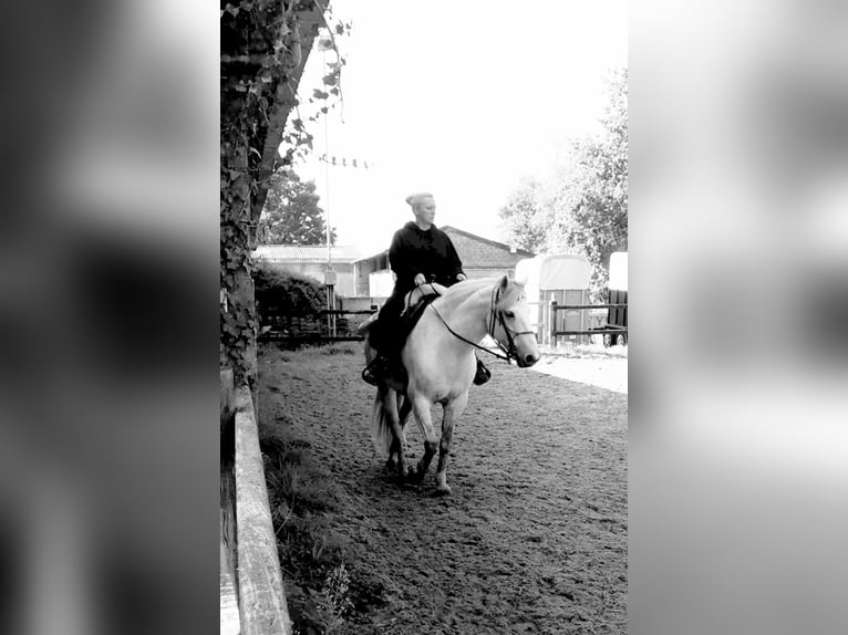 Connemara Gelding 16 years 15,2 hh in Brecht