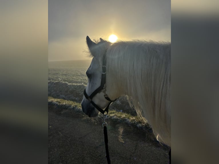 Connemara Mix Gelding 17 years 14.1 hh Grey in Aerzen