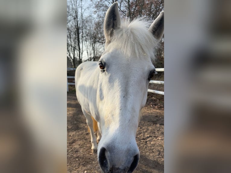 Connemara Mix Gelding 17 years 14.1 hh Grey in Aerzen