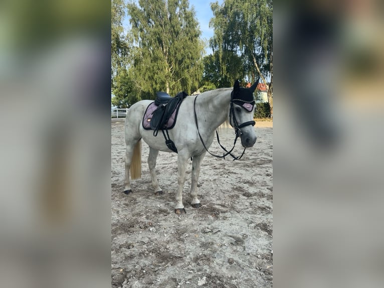 Connemara Mix Gelding 17 years 14.1 hh Grey in Aerzen