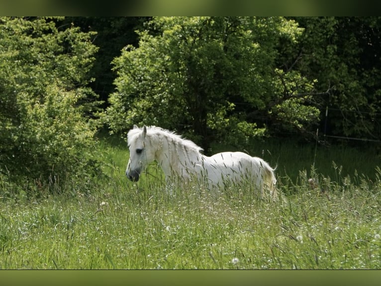 Connemara Mix Gelding 17 years 14.1 hh Grey in Aerzen