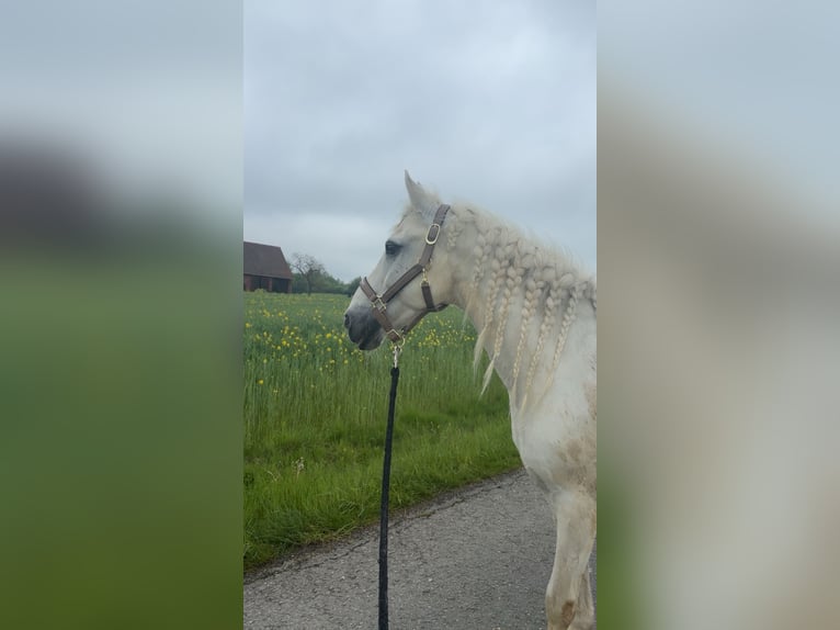 Connemara Mix Gelding 17 years 14.1 hh Grey in Aerzen