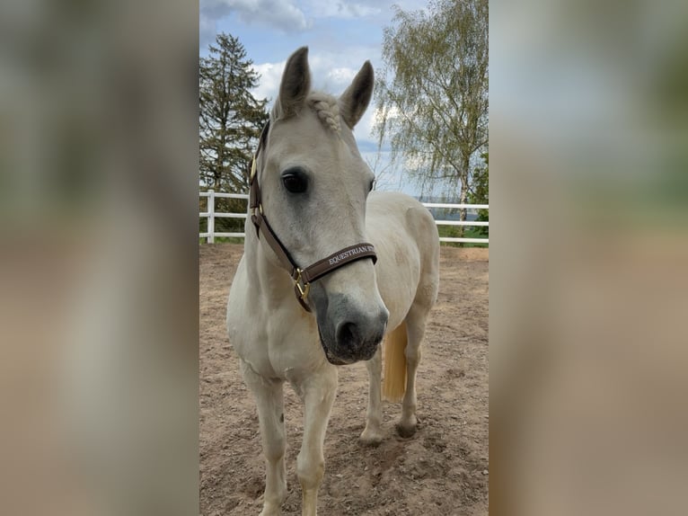 Connemara Mix Gelding 17 years 14.1 hh Grey in Aerzen