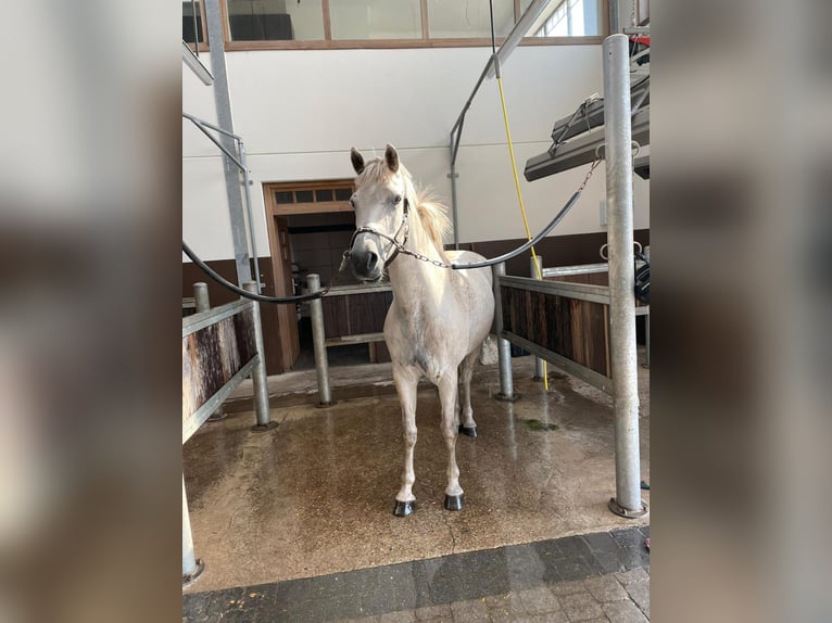 Connemara Gelding 17 years 14,1 hh White in Turnhout