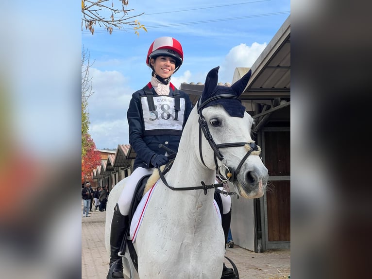 Connemara Gelding 18 years 14,2 hh Grey in Monte San Pietro