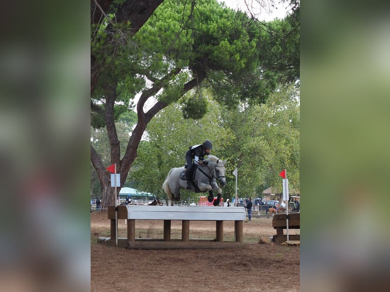 Connemara Gelding 18 years 14,2 hh Grey in Monte San Pietro