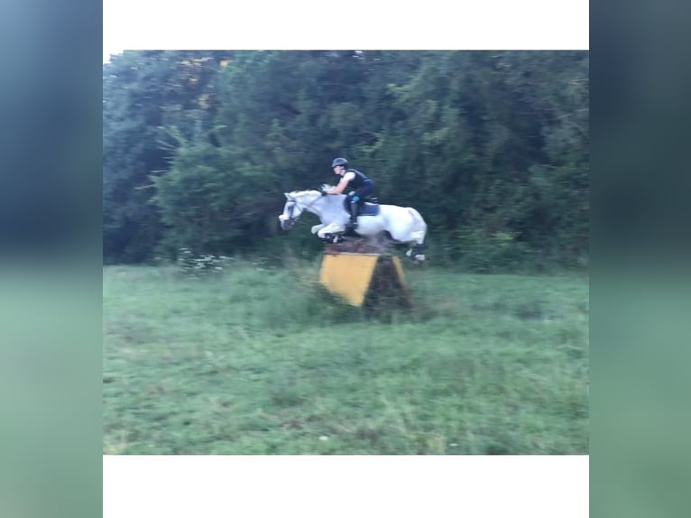 Connemara Gelding 18 years 14,2 hh Grey in Monte San Pietro