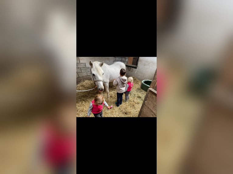 Connemara Gelding 19 years 14,1 hh Grey-Dapple in Denzlingen