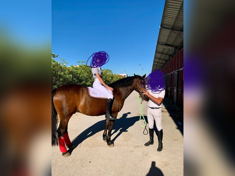 Connemara Gelding 19 years 14,2 hh Bay-Dark in Palermo