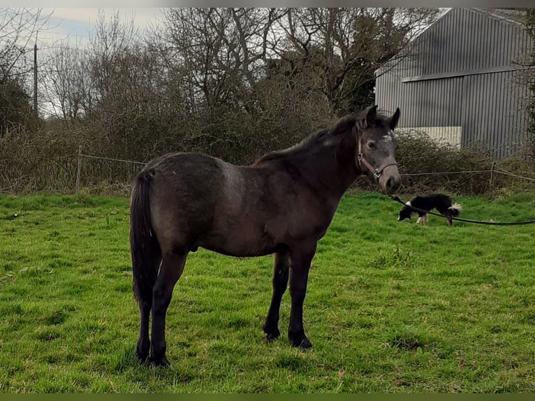 Connemara Gelding 1 year 10,2 hh Brown Falb mold in Pl&#xE9;ch&#xE2;tel