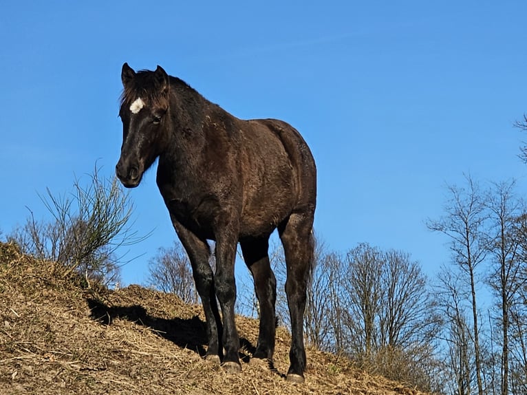 Connemara Gelding 1 year 14.2 hh Dun in Wald-Michelbach