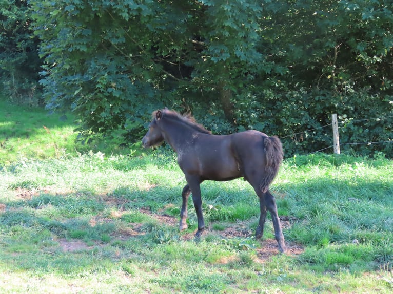 Connemara Gelding 1 year 14.2 hh Dun in Wald-Michelbach