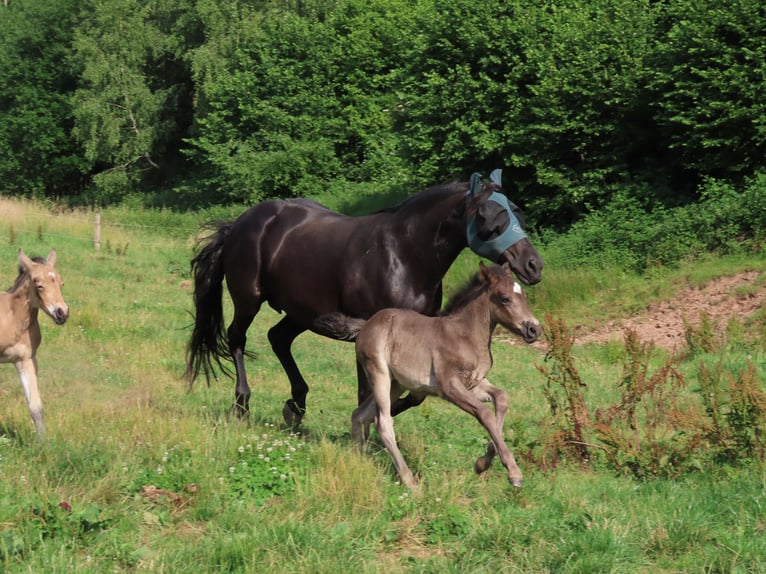 Connemara Gelding 1 year 14.2 hh Dun in Wald-Michelbach