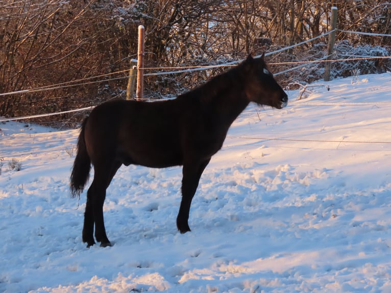 Connemara Gelding 1 year 14.2 hh Dun in Wald-Michelbach