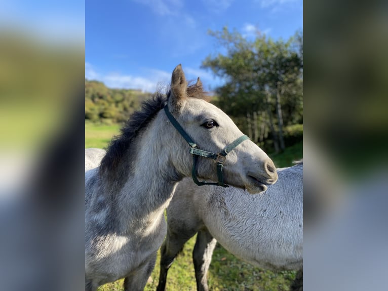 Connemara Gelding 1 year 14,2 hh Gray in Donegal