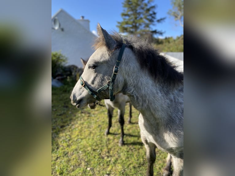 Connemara Gelding 1 year 14,2 hh Gray in Donegal