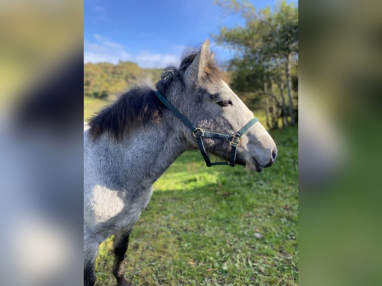 Connemara Gelding 1 year 14,2 hh Gray in Donegal