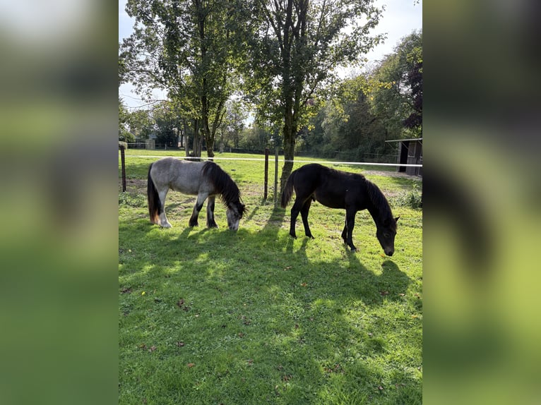 Connemara Gelding 1 year 14.2 hh Smoky-Black in Goch
