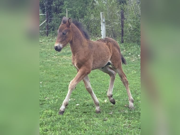 Connemara Gelding 1 year 14.2 hh Smoky-Black in Goch