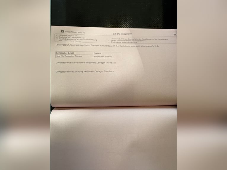 Connemara Gelding 1 year 14.2 hh Smoky-Black in Goch