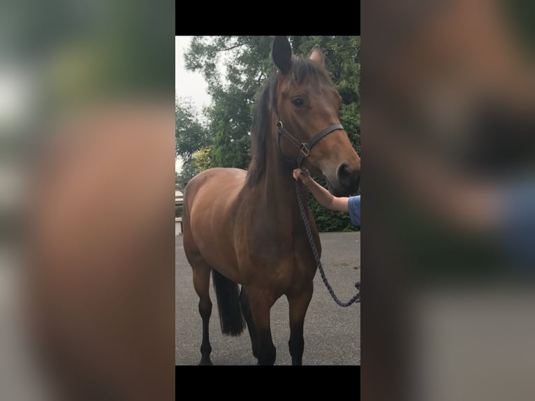 Connemara Gelding 1 year 14,2 hh Bay in Leinster