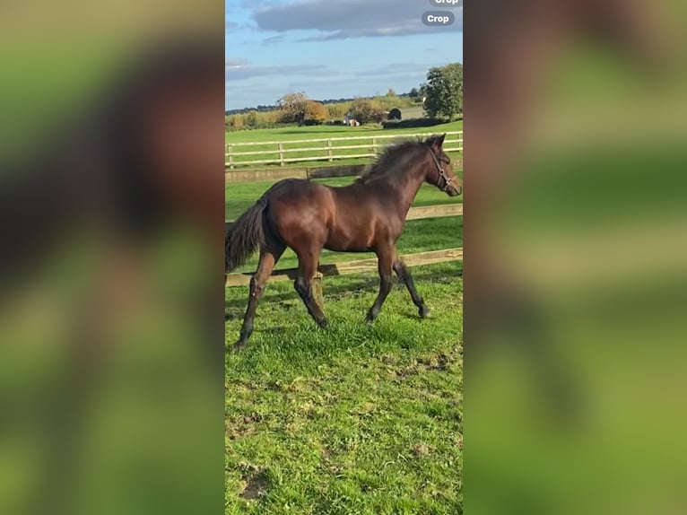 Connemara Gelding 1 year 14,2 hh Bay in Leinster