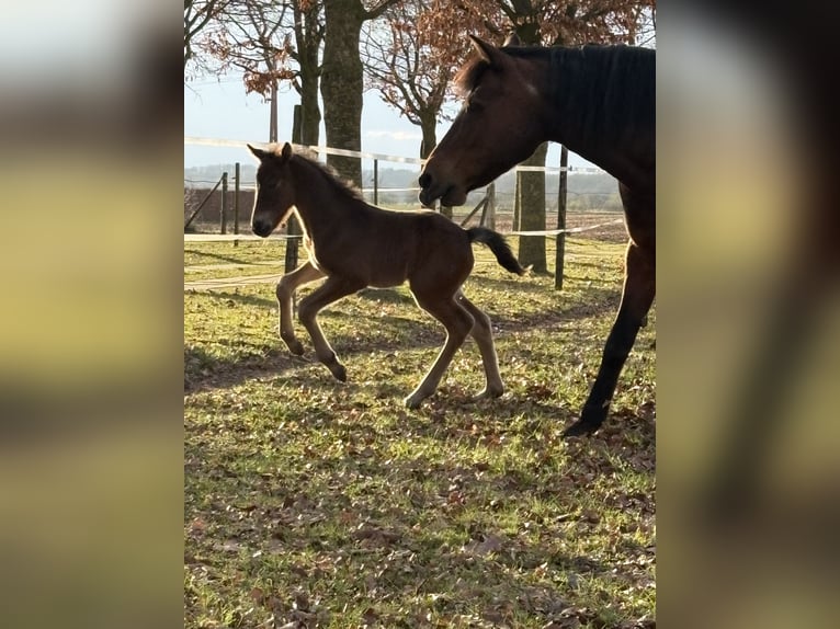 Connemara Gelding 1 year 14,2 hh Smoky-Black in Goch