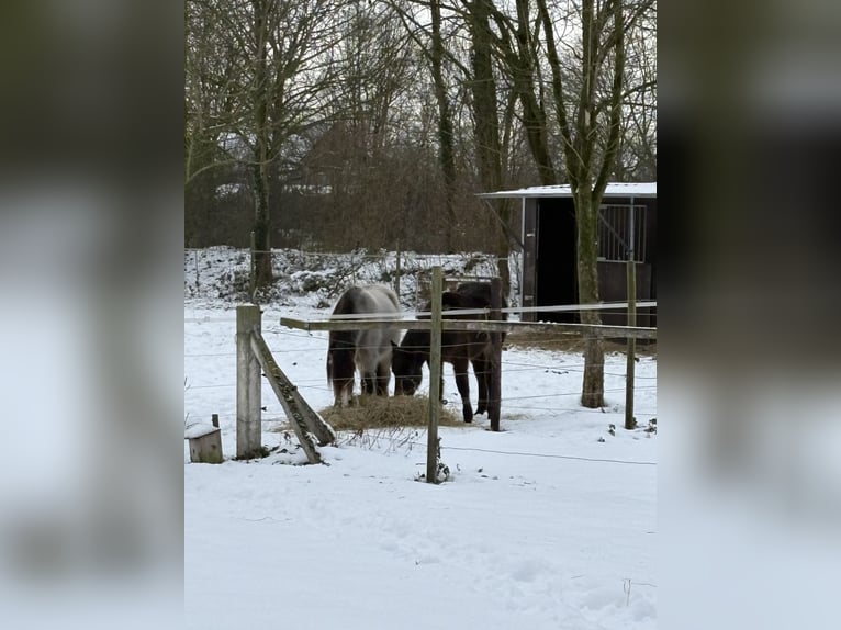 Connemara Gelding 1 year 14,2 hh Smoky-Black in Goch