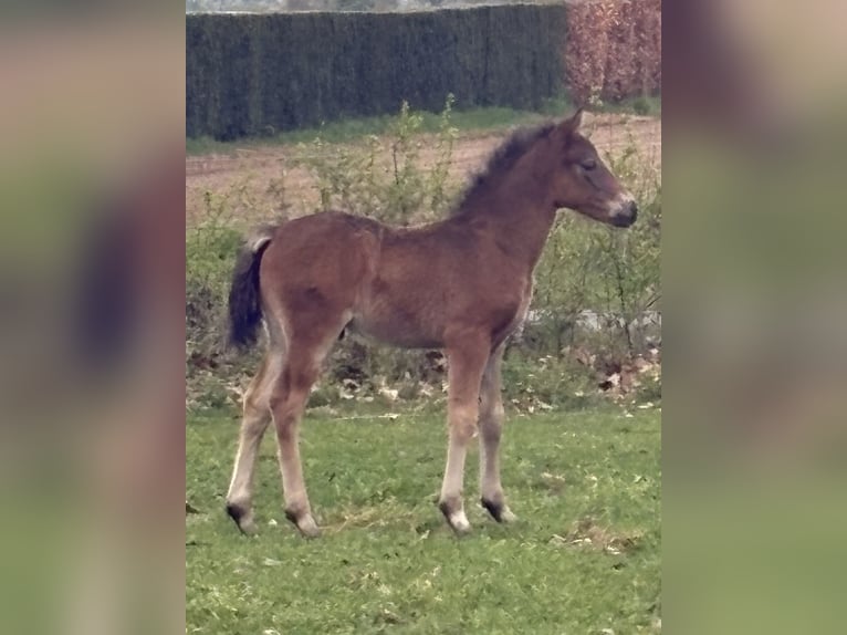 Connemara Gelding 1 year 14,2 hh Smoky-Black in Goch