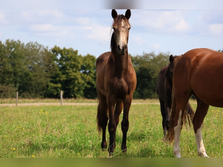 Connemara Mix Gelding 1 year 15,2 hh Dun in Mudau Reisenbach