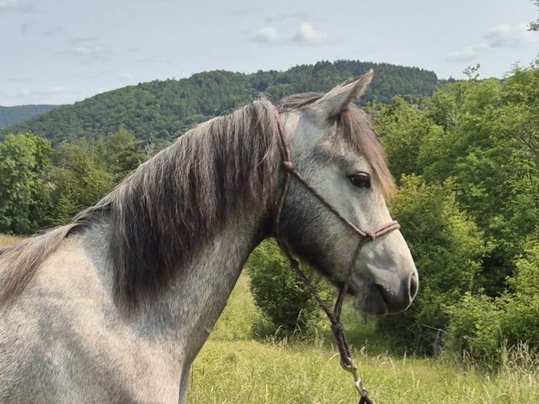 Connemara Gelding 1 year Grey in Gr&#xE4;venwiesbach
